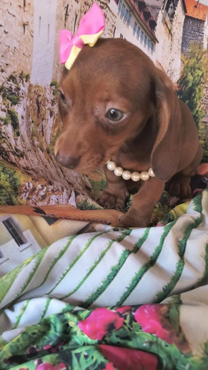 Dachshund Kaninchen filhote - Foto 2