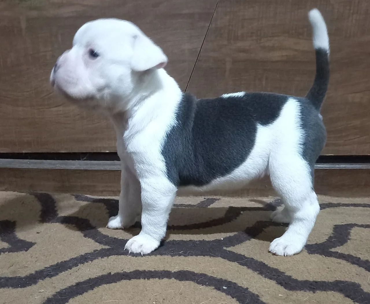 Vende-se filhotes de Olde Bulldog Inglês 