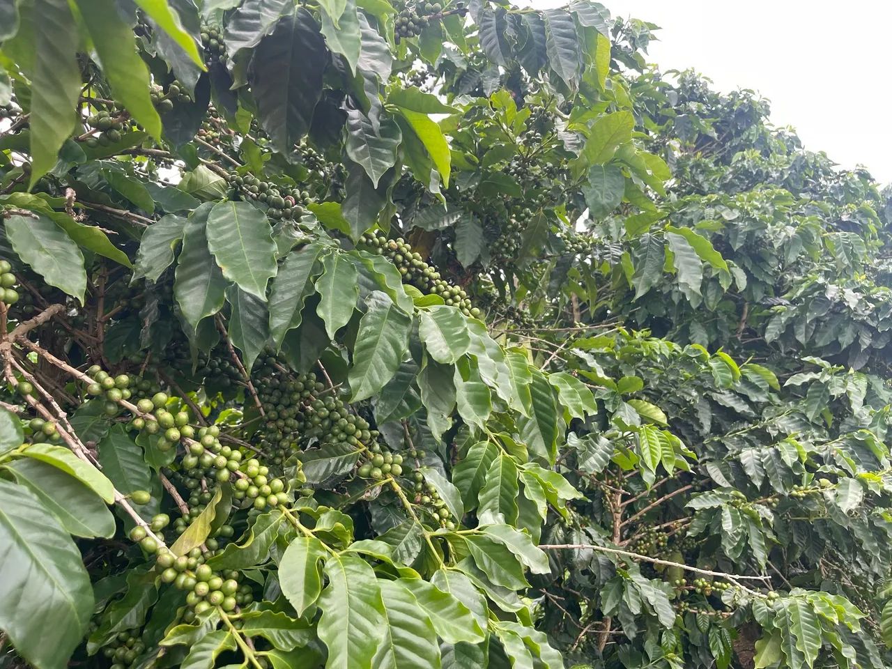 FAZENDA PRODUTORA DE CAFE, COM 15 HECTARES!! - Foto 3