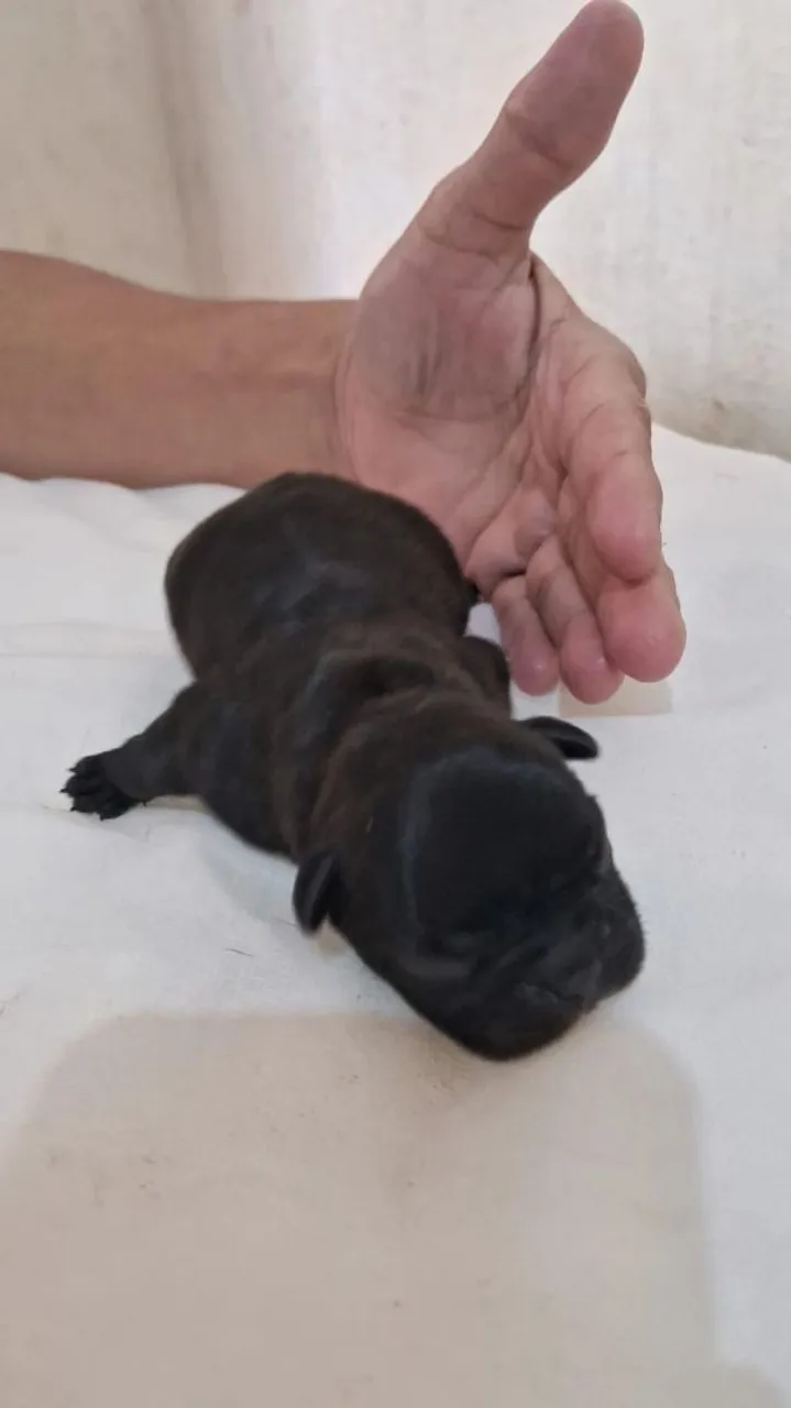 Filhote de Bulldog Francês Macho 