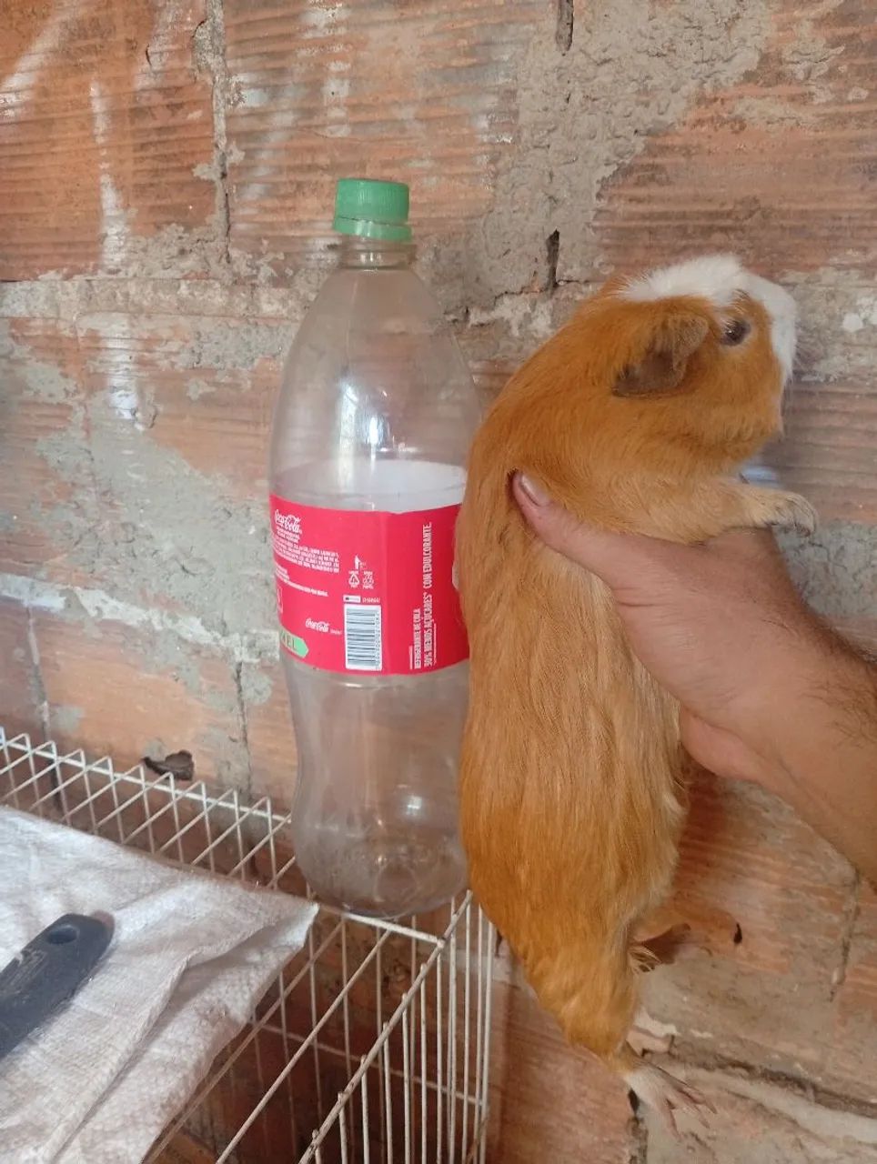 Cui peruanos gigantes disponíveis 