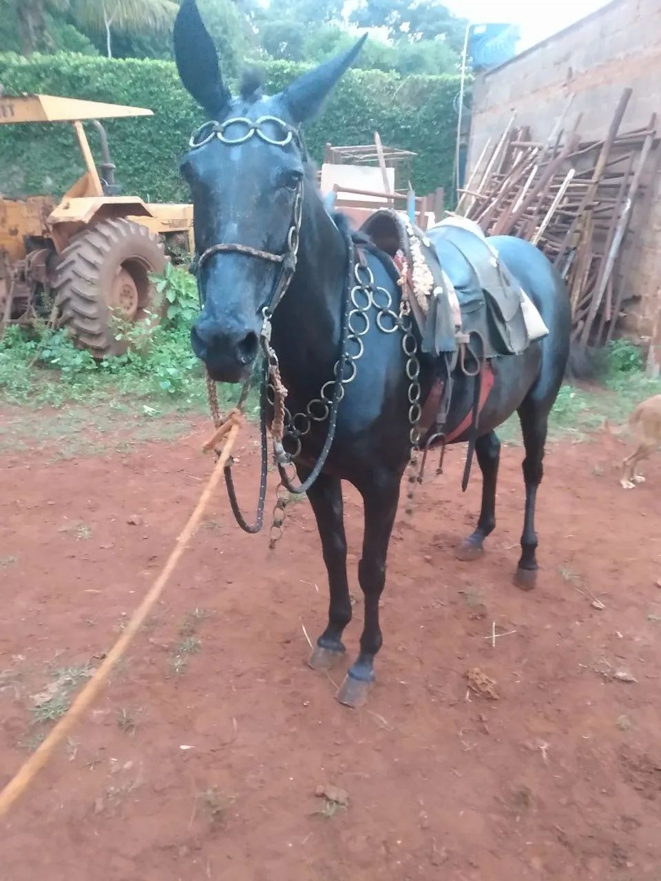 Mula preta  - Foto 3