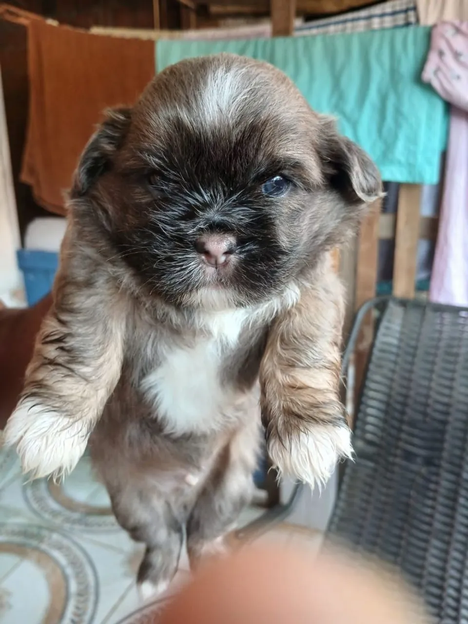 Filhotes mestiços de Shih Tzu