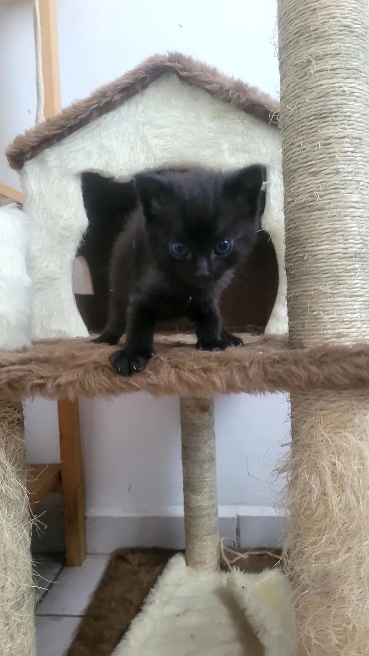 Gatinhos pretos lindos para adoção