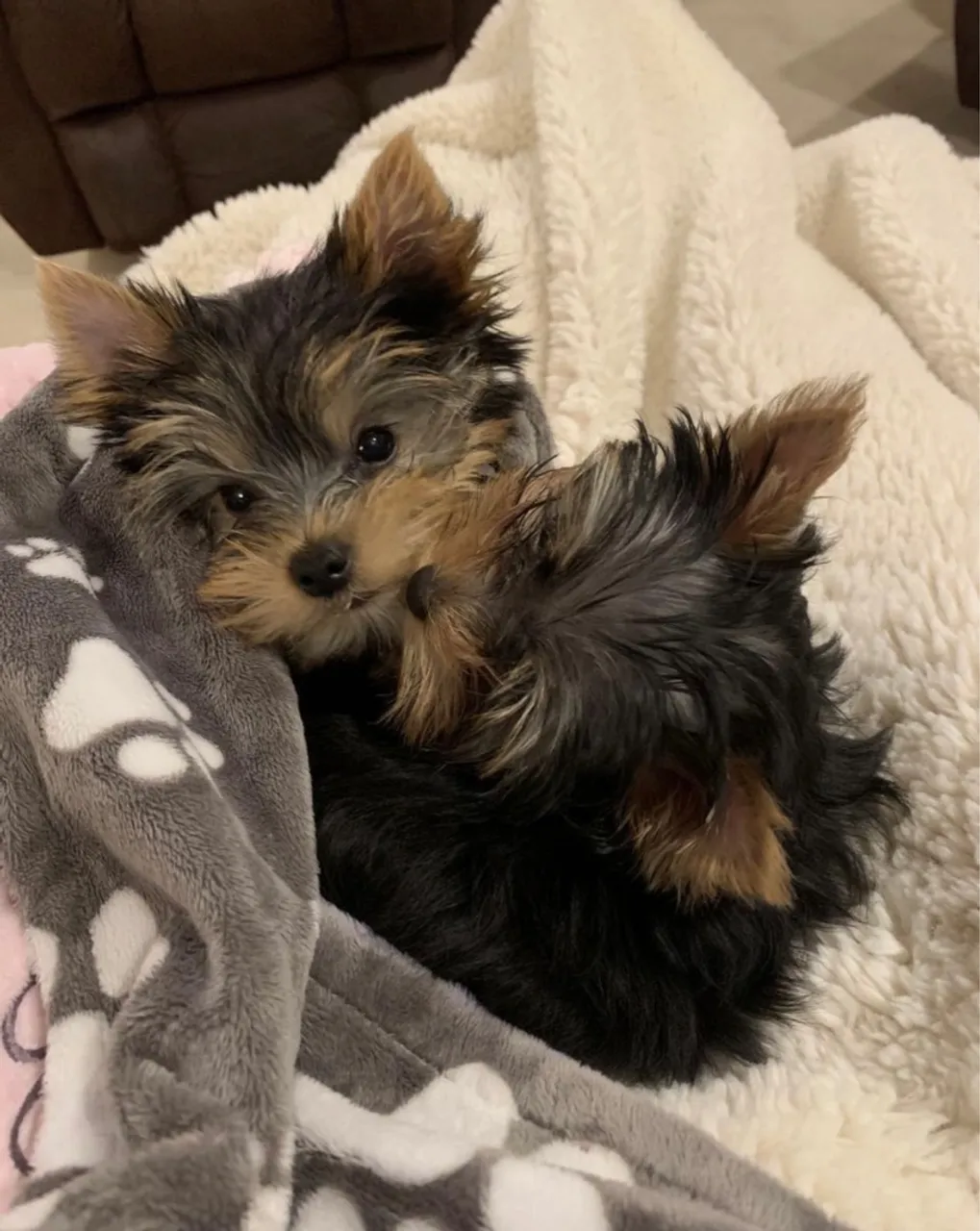 Yorkshire Terrier filhote