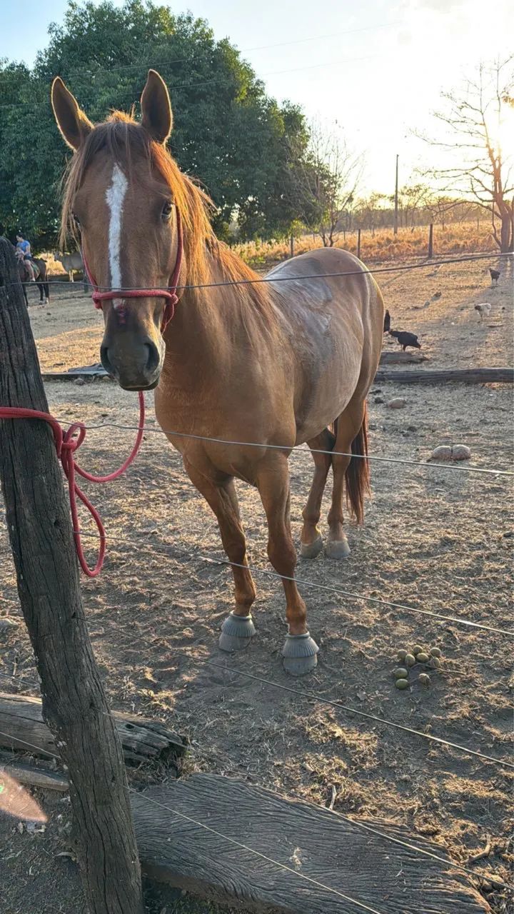 Cavalo vaquejada  - Foto 6