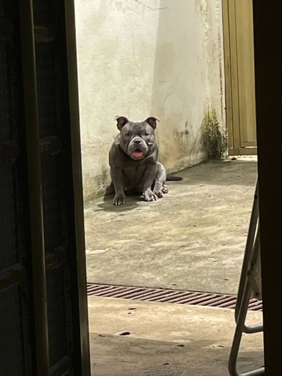 Bully Micro bluee Pedigree IBC