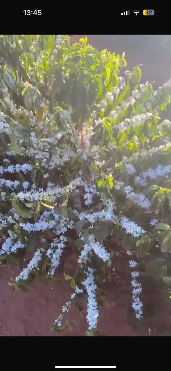 Fazenda de café região de monte Carmelo  - Foto 5