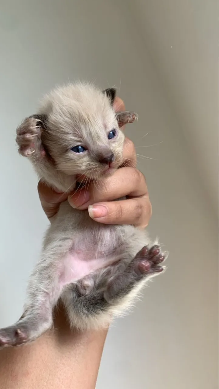 Gatinho filhote siamês para adoção