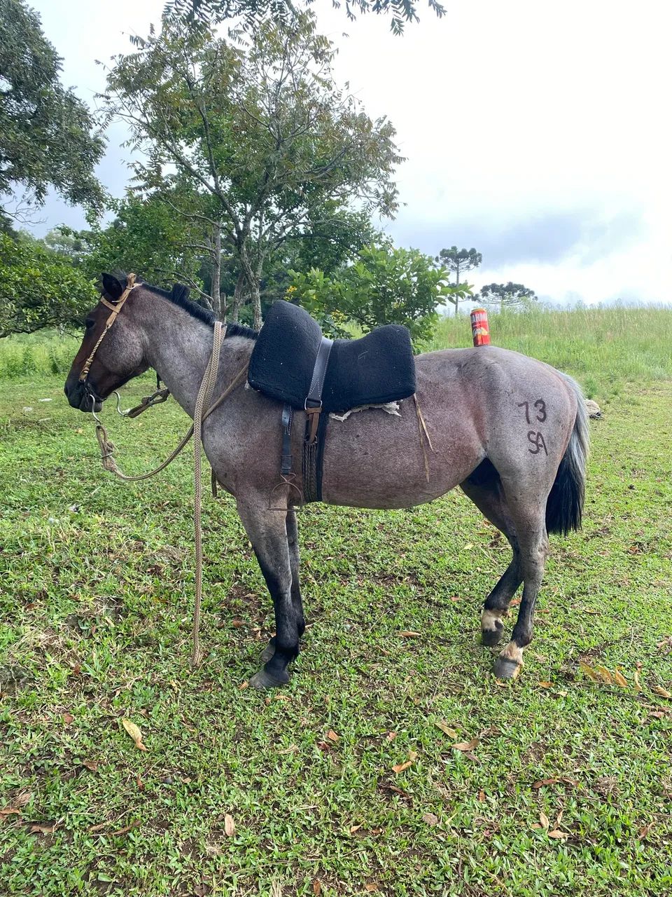 Troco cavalo crioulo - Foto 2