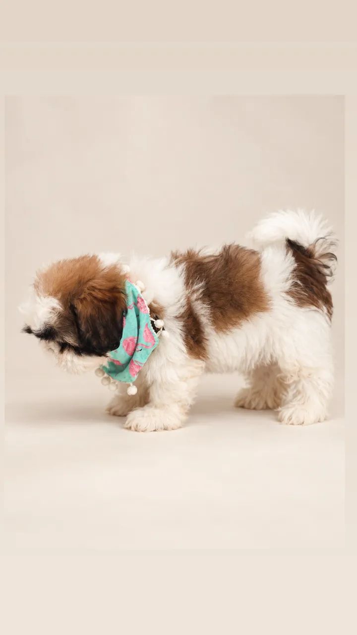 Filhote de shihtzu - Foto 4