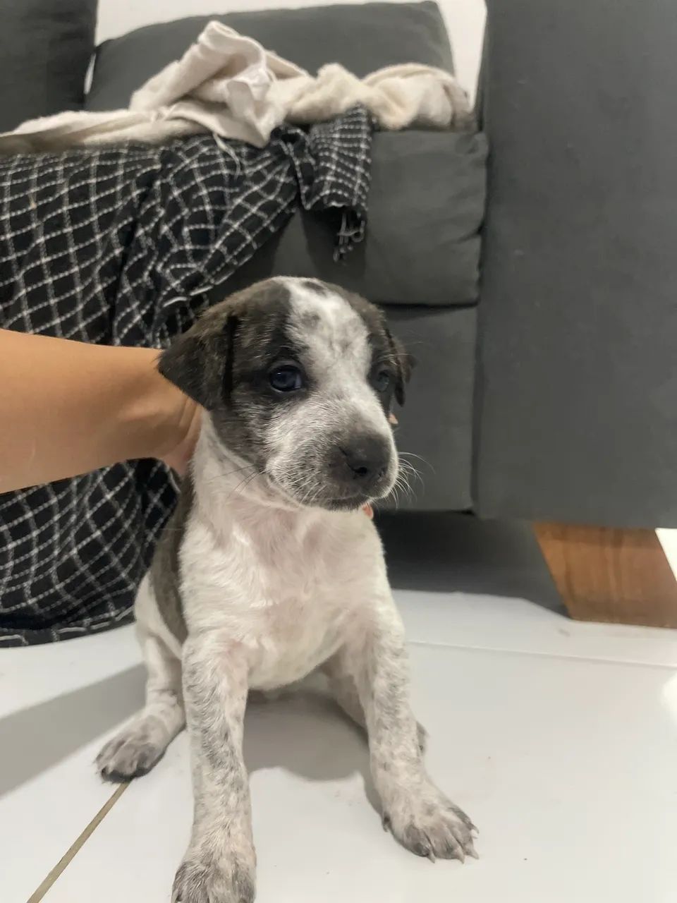 Cachorrinhos a adoção - Foto 2