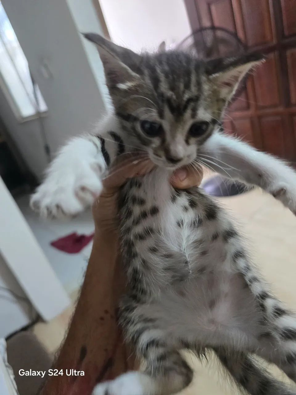 Gato