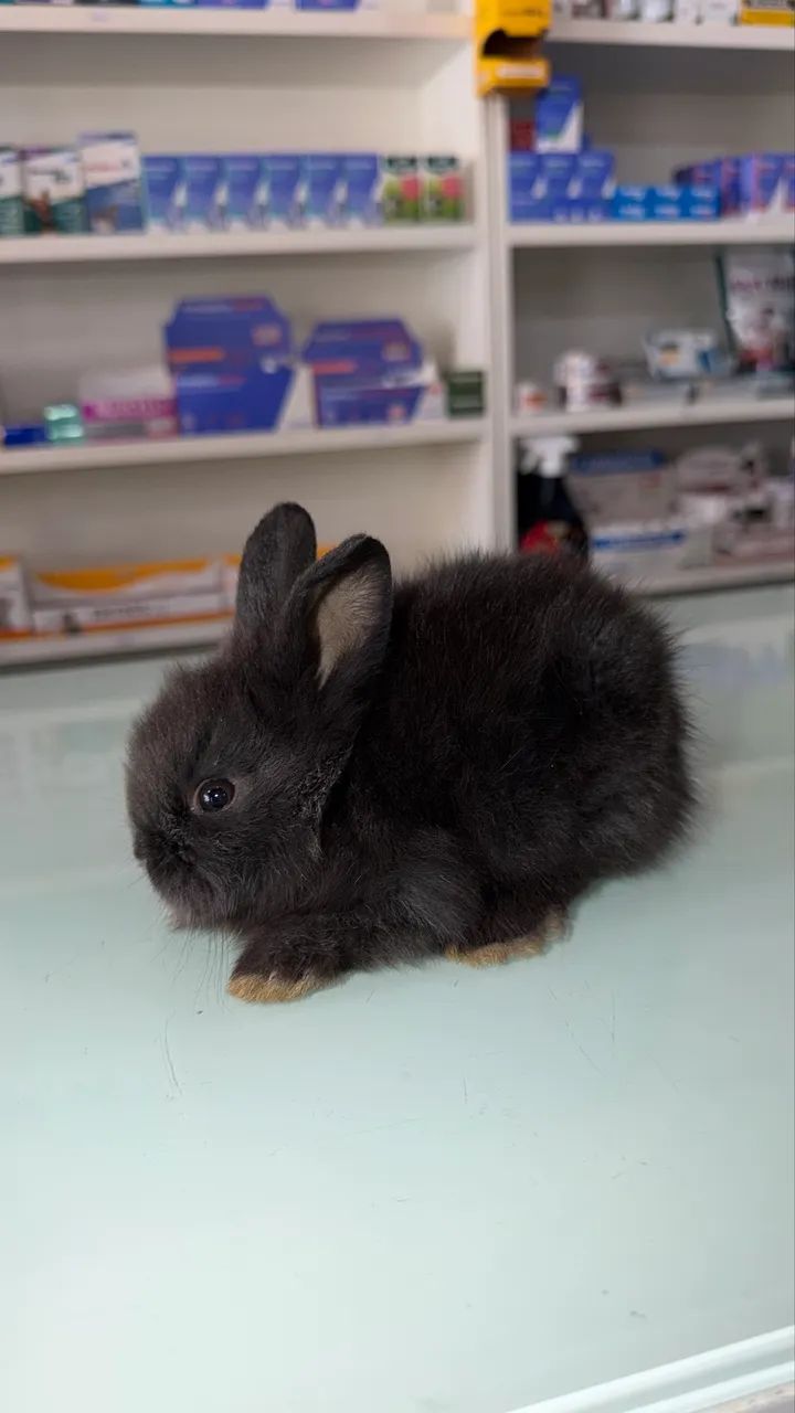 Coelhos Mini Lion - Foto 4