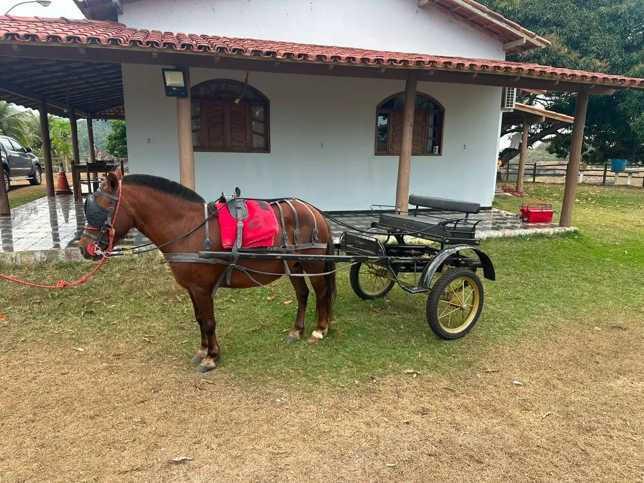Piquira de charrete e sela - Foto 3