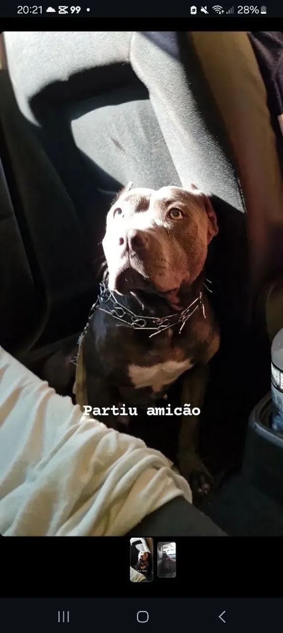 Cadela