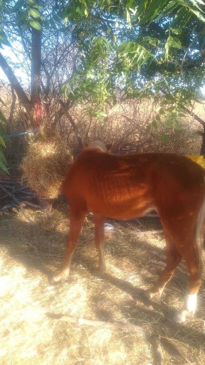 Pouda a venda  - Foto 3