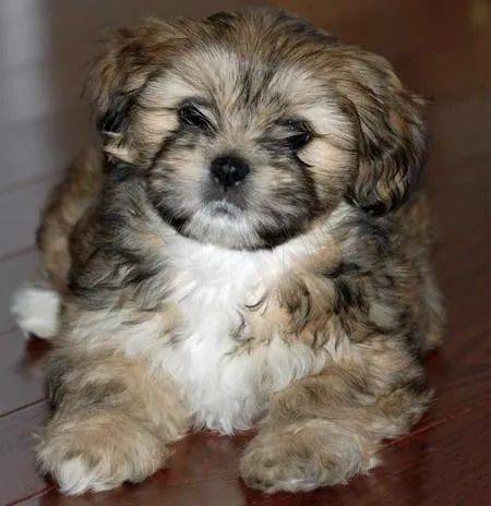 Lhasa Apso Que Encanta Sem Precisar De Esforço
