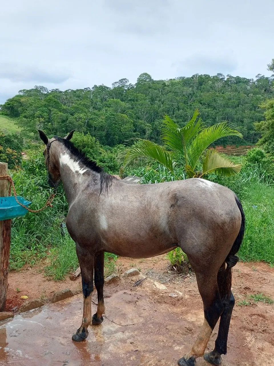 Potra macha picada  - Foto 5