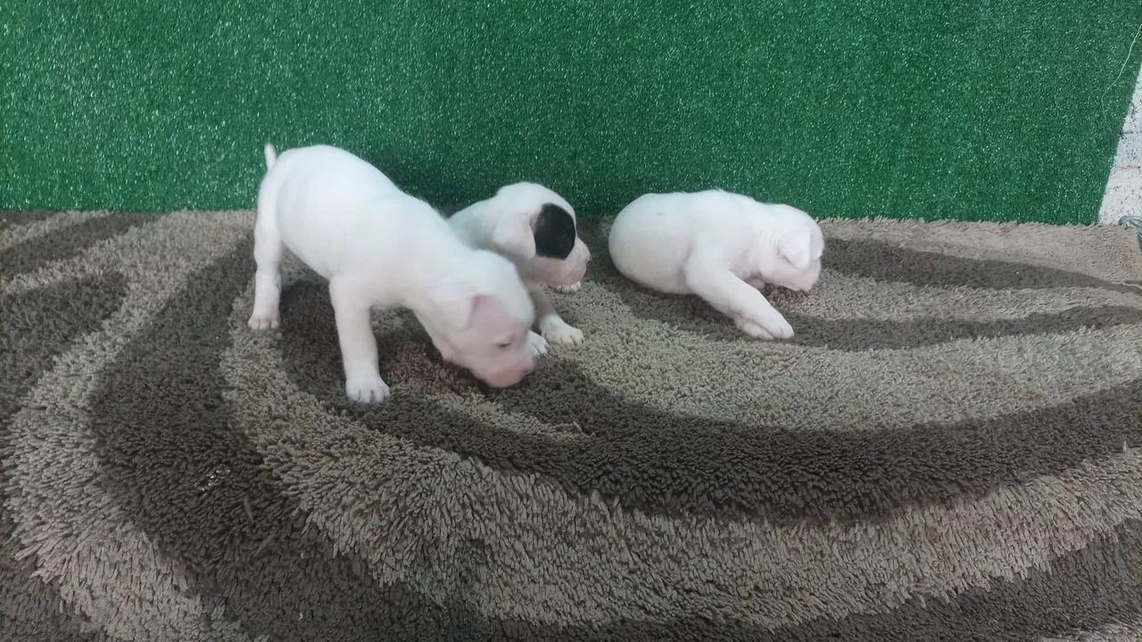 Dogo argentino  - Foto 3