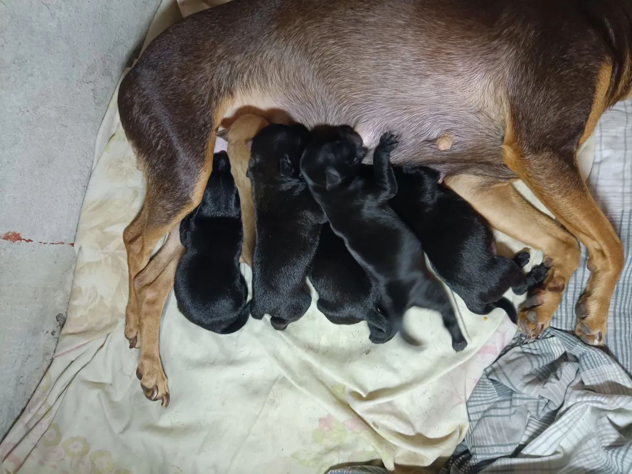 Vende cachorro pinscher  - Foto 4