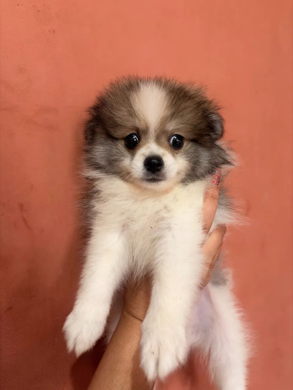 Spitz Alemão  - Foto 4