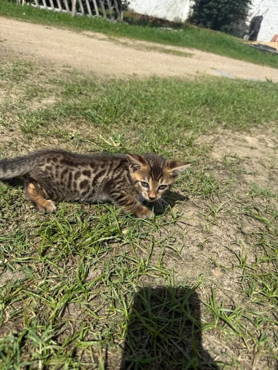 Gato de Bengala Filhote - Foto 4