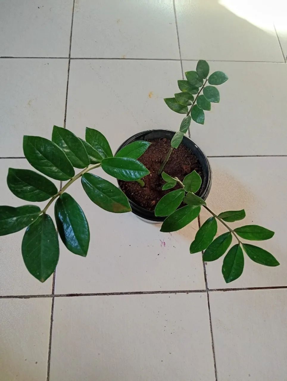 Plantas 