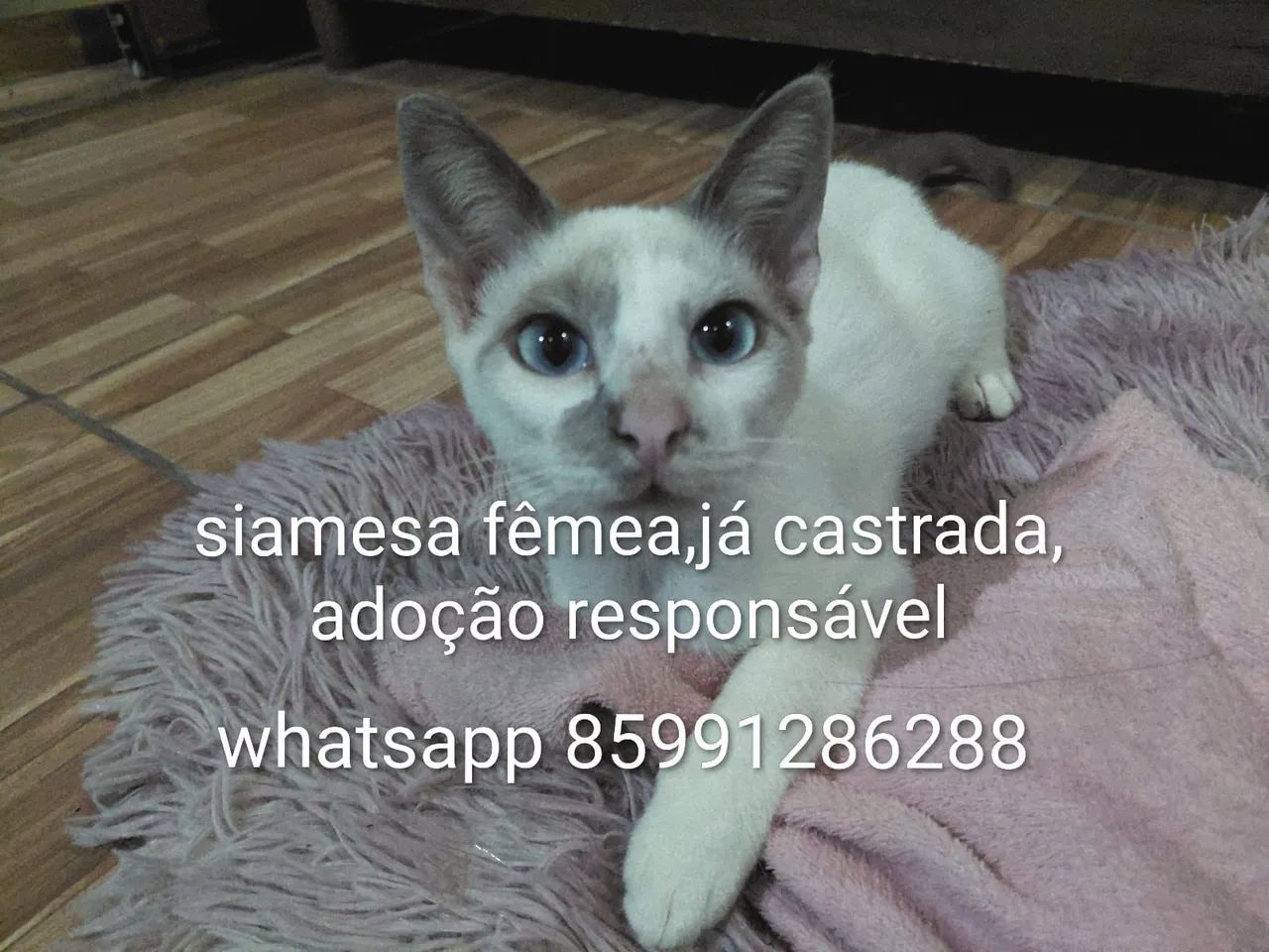Gatos fofos pra adoção responsável  - Foto 4