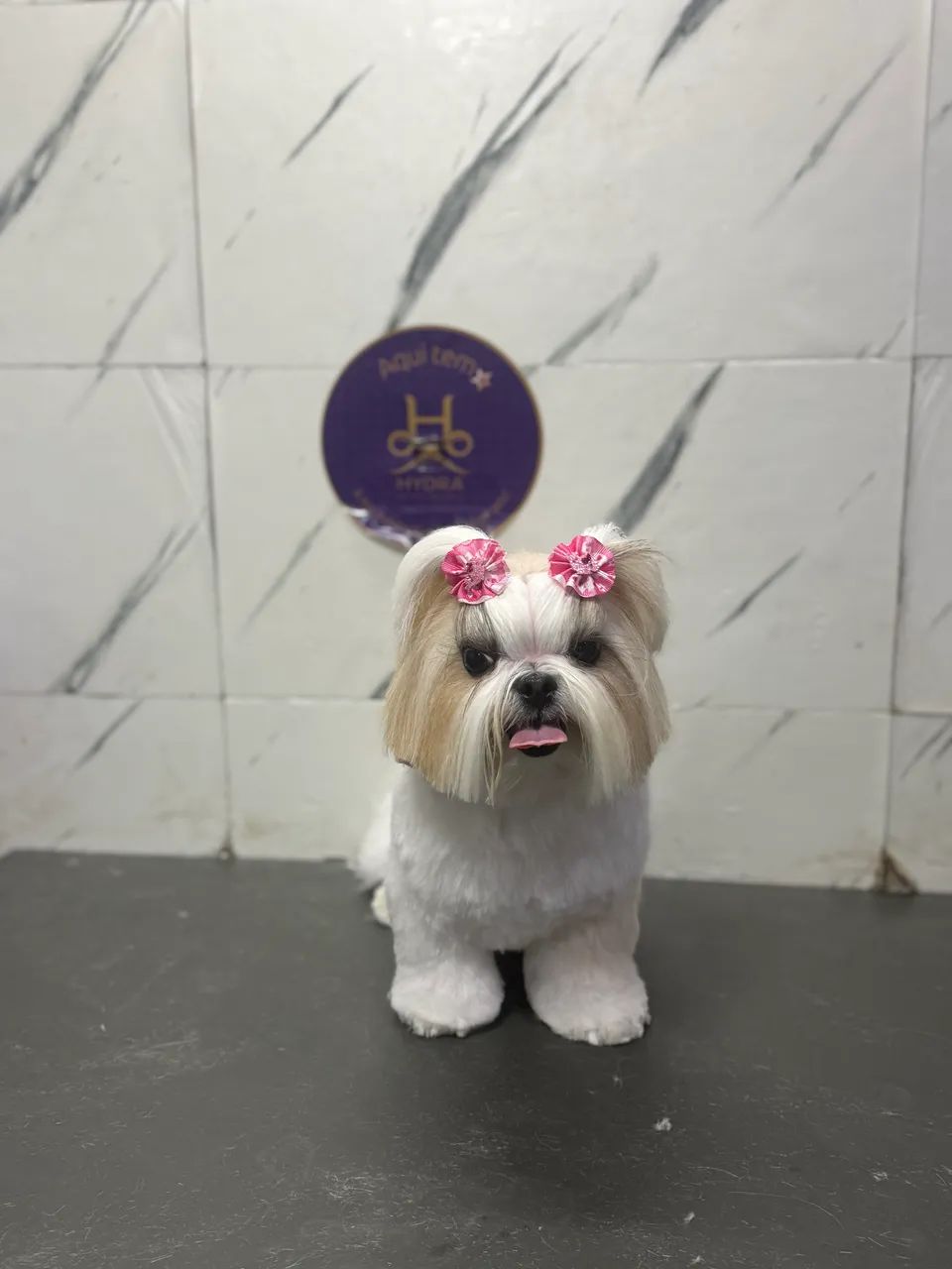 Shihtzu fêmea  - Foto 3
