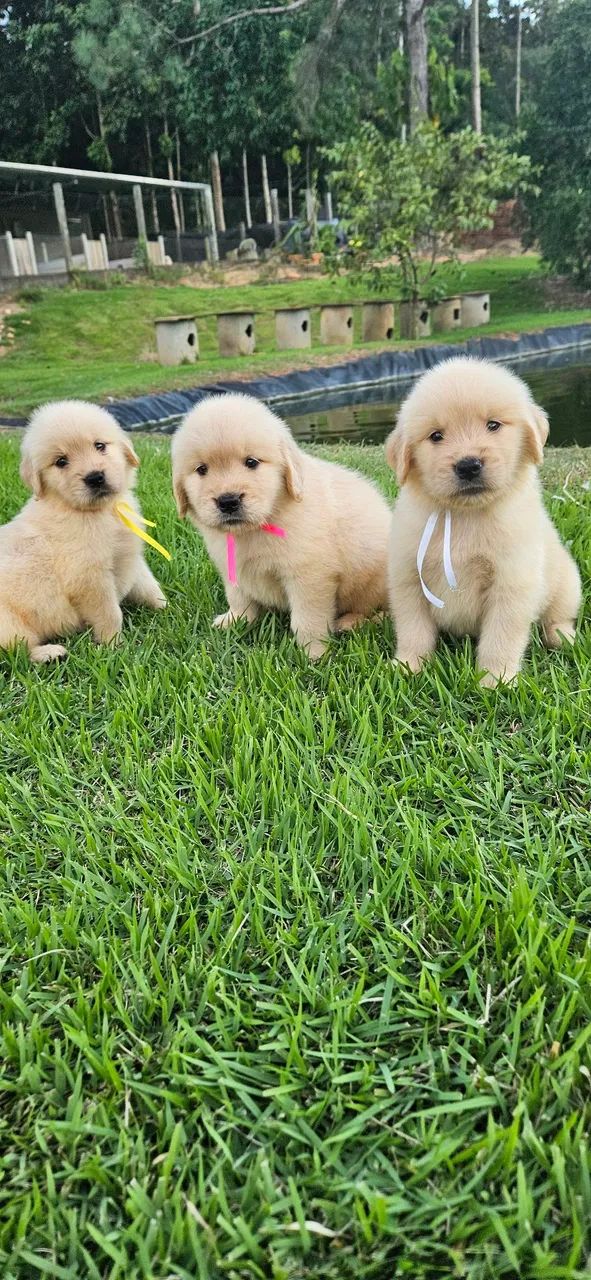 Golden Retriever com Pedigree e Microchip  - Foto 2