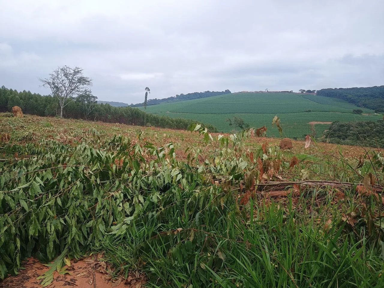Fazendinhas 20.000m² em Itaguara  - Foto 7