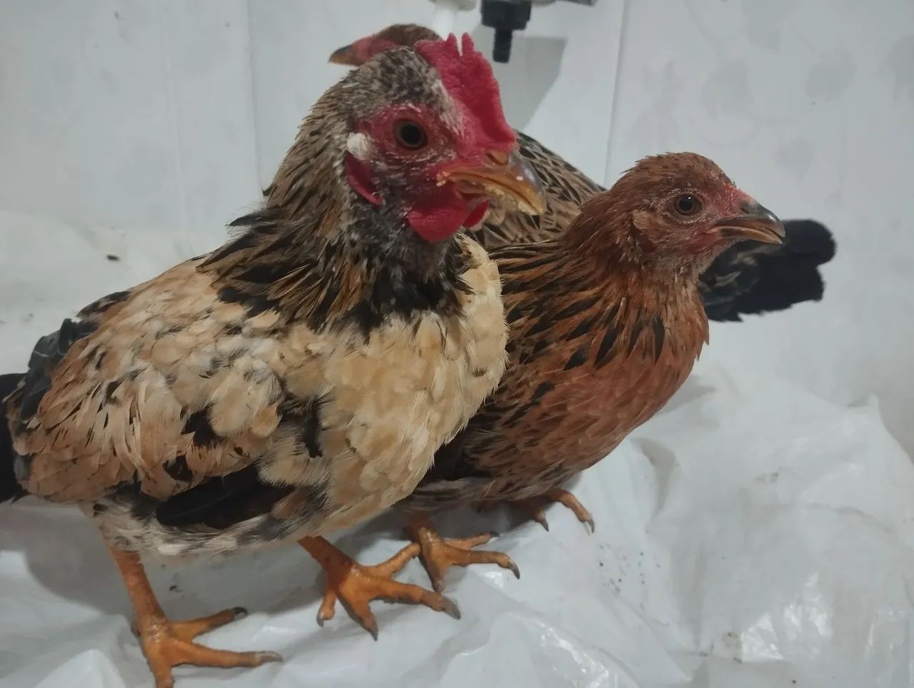 Trio galinhas com entrega  - Foto 4