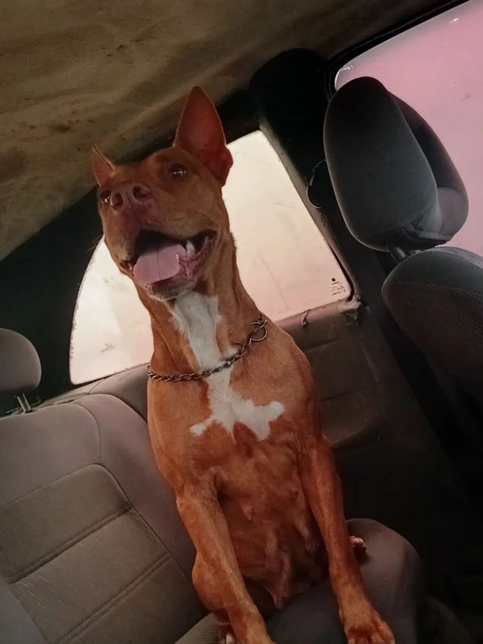 Cachorra  - Foto 4