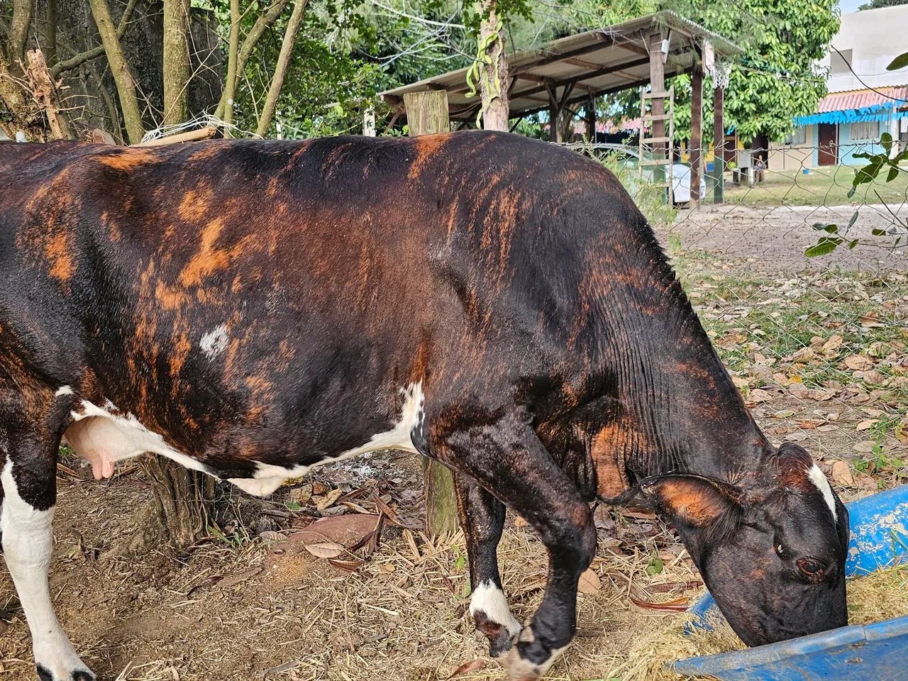 Vendo vacas ?  - Foto 2