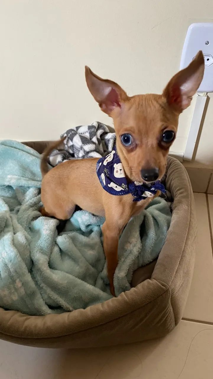 Pinscher 1 