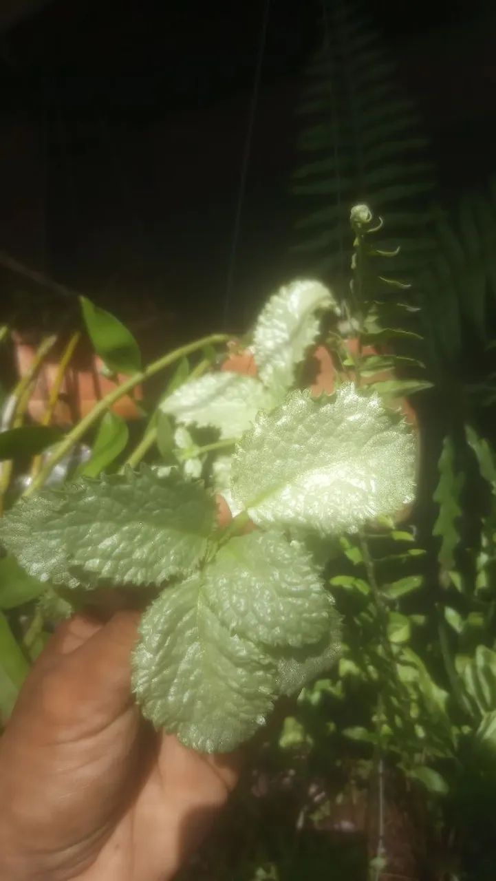 Episcia silver golden