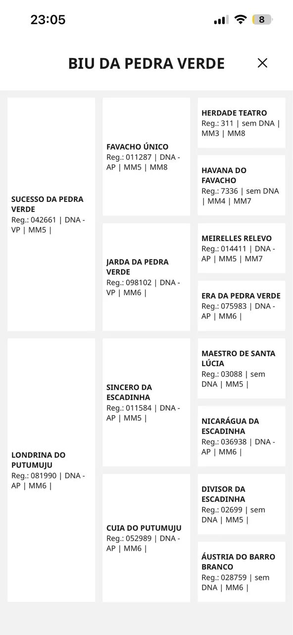 POTRO MANGALARGA  - Foto 4