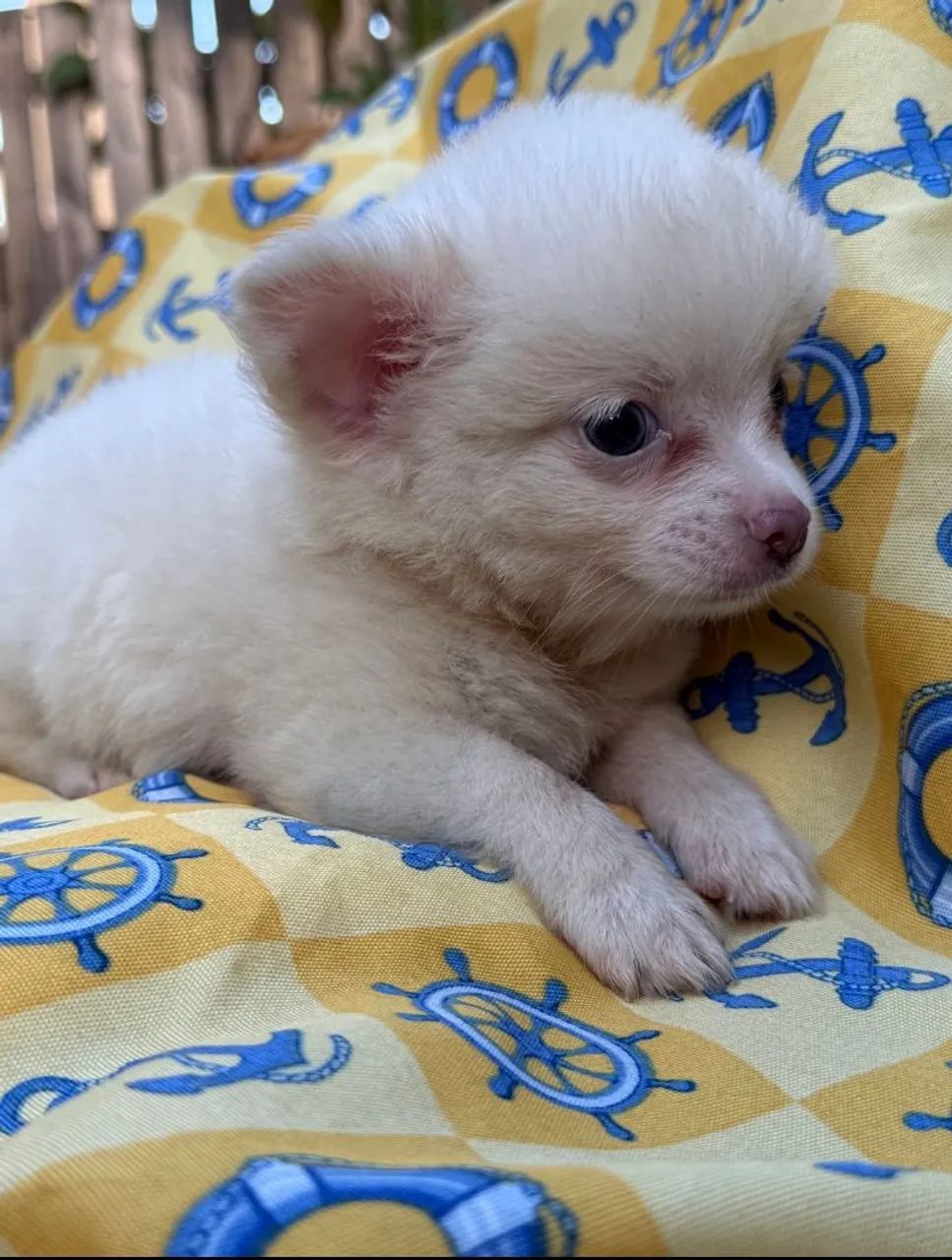 Chihuahua macho branco  - Foto 3