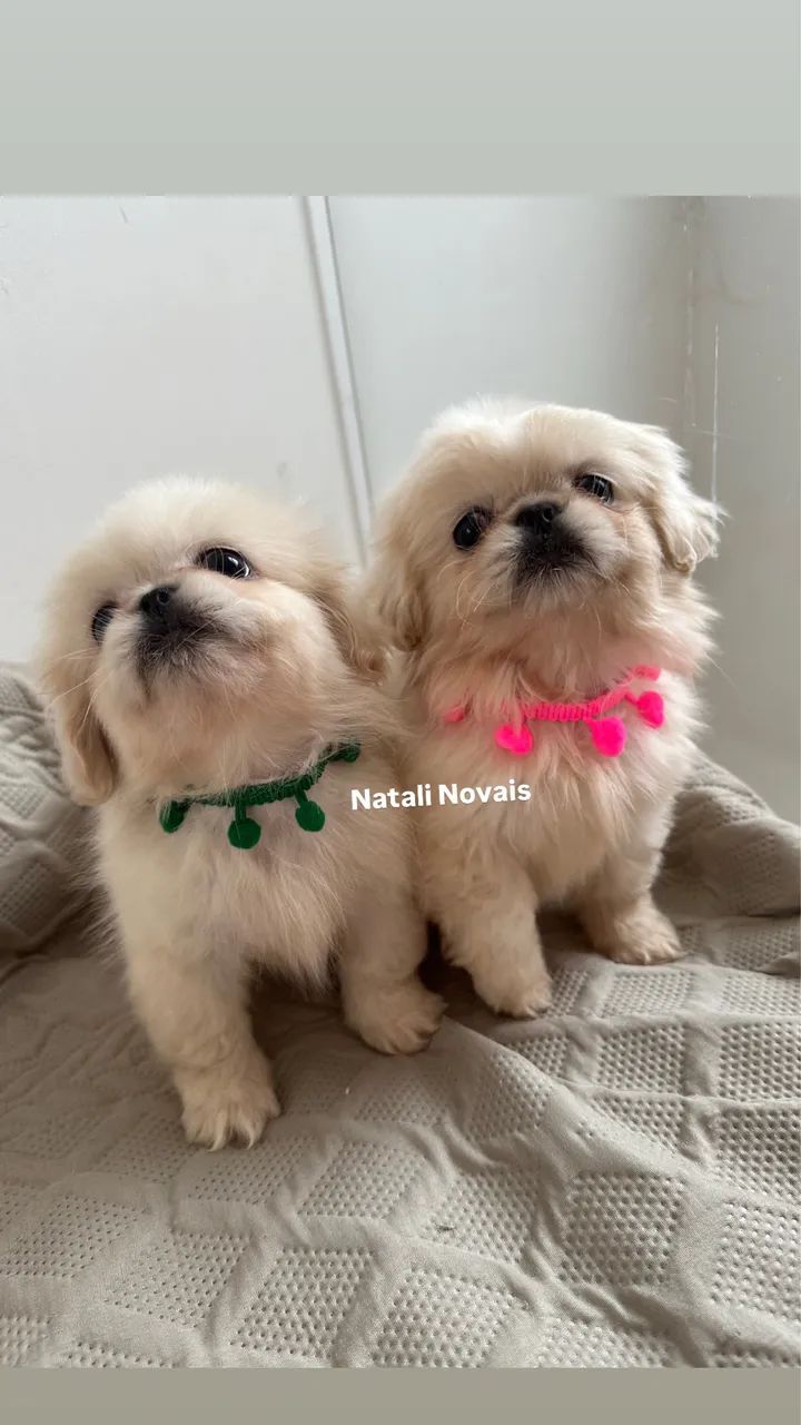 Pequines 