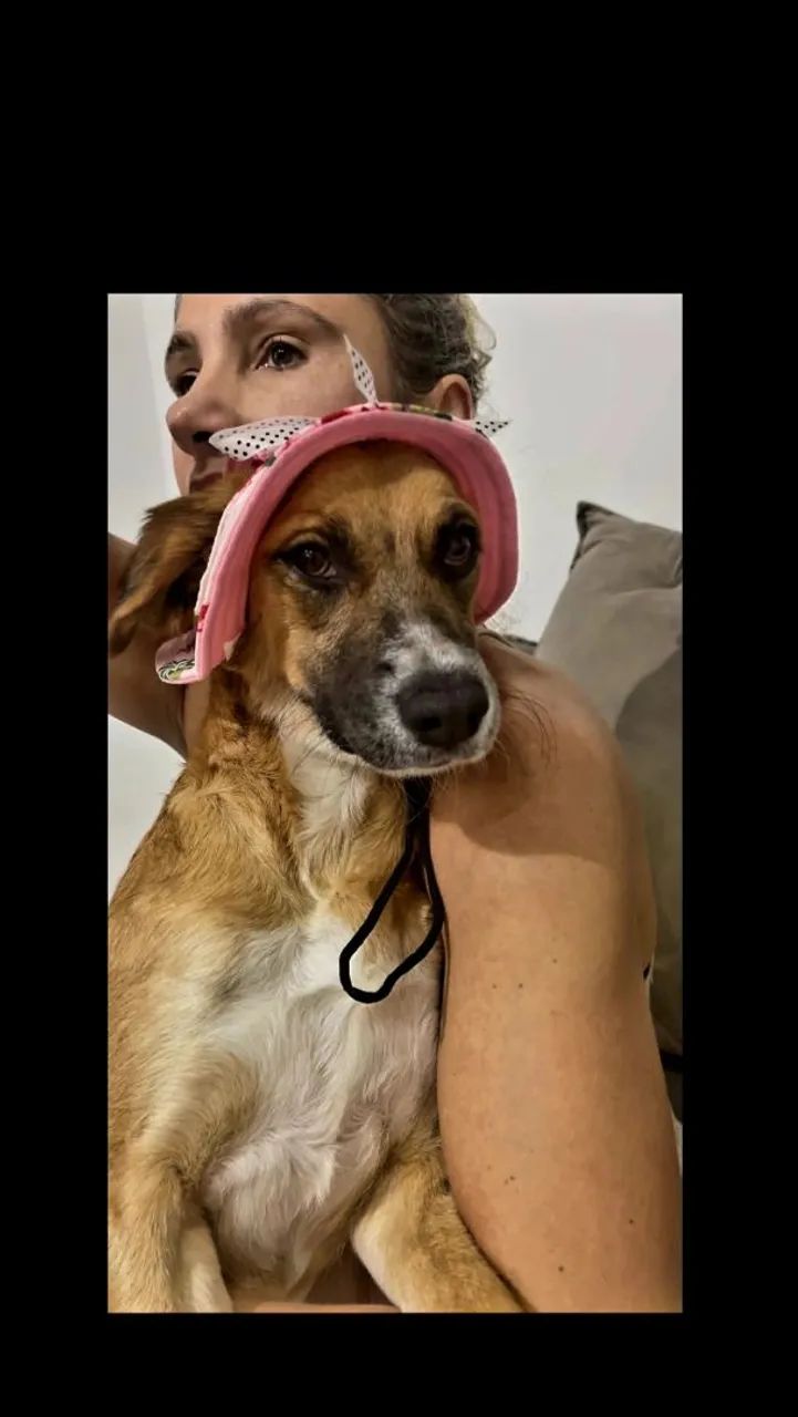 Cachorros - Foto 2