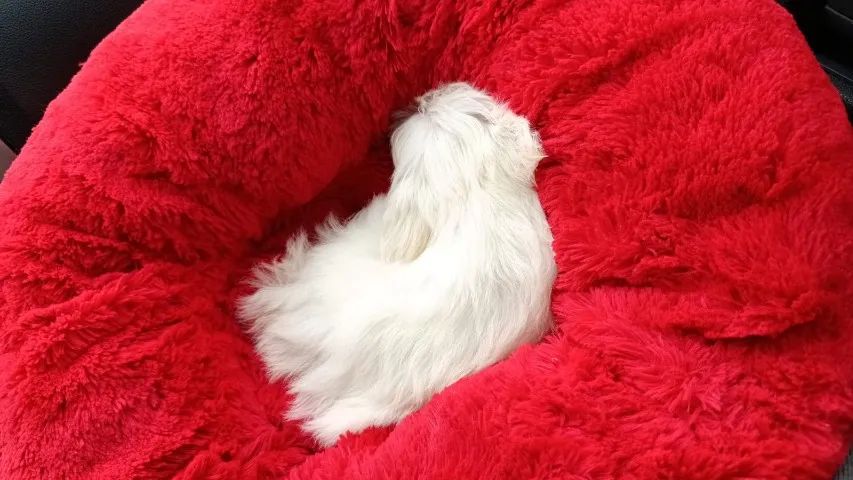 Pet para companhia  - Foto 3