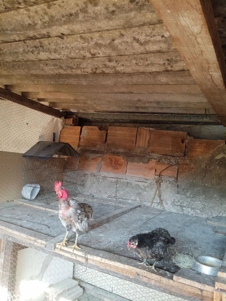 Galinha  - Foto 4