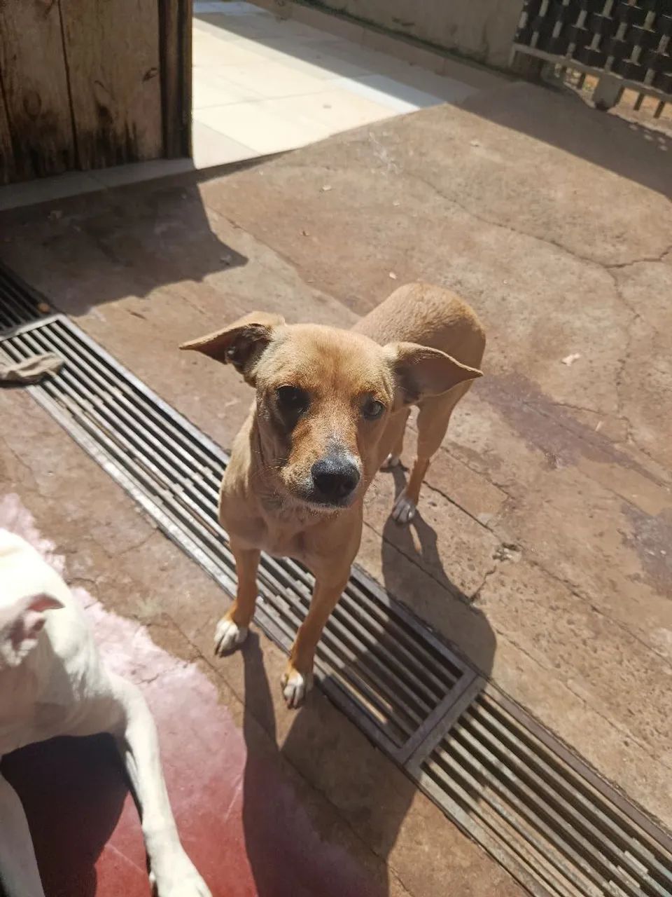 Cachorrinha para adoção  - Foto 2