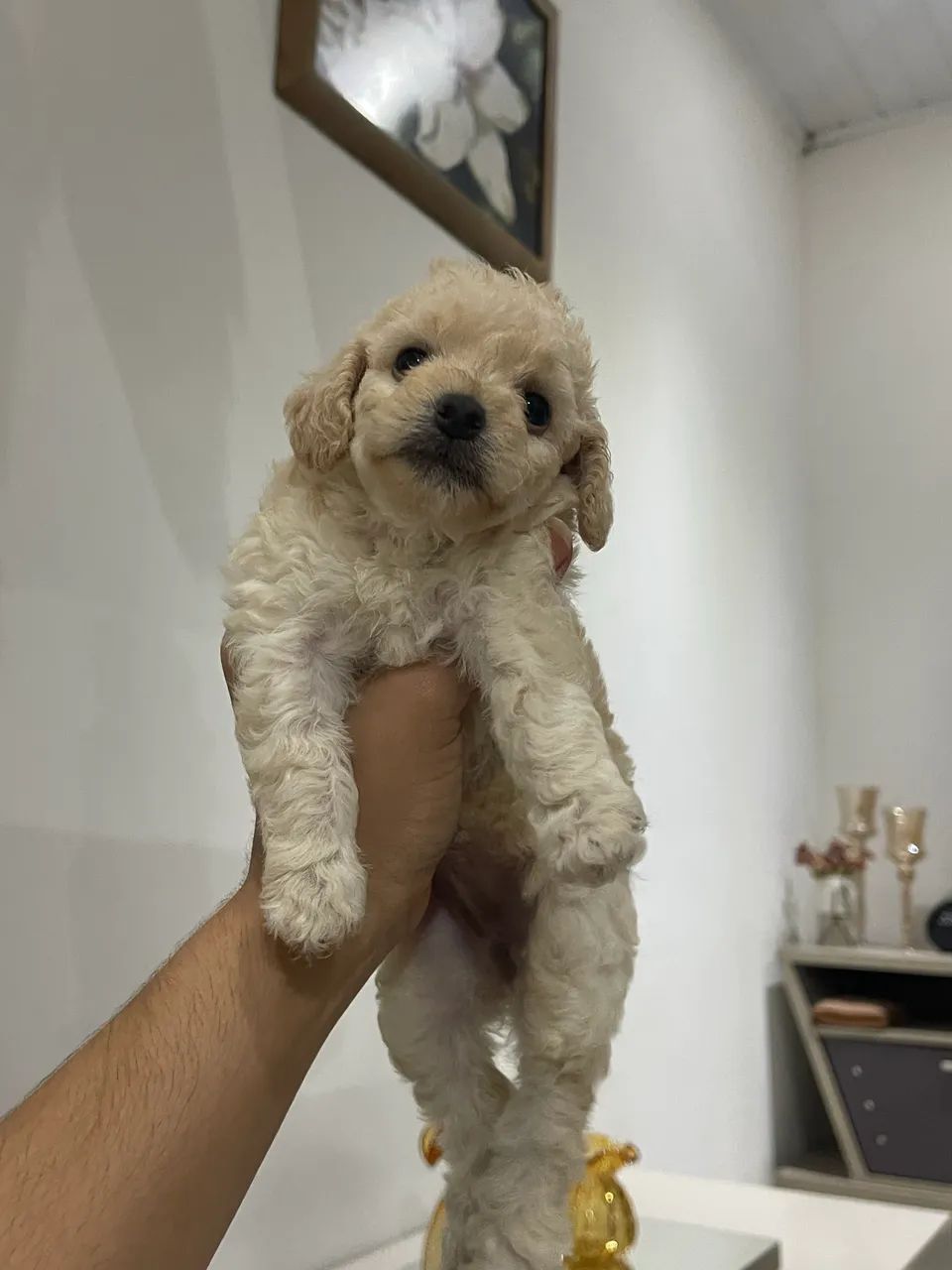 Cachorro poodle