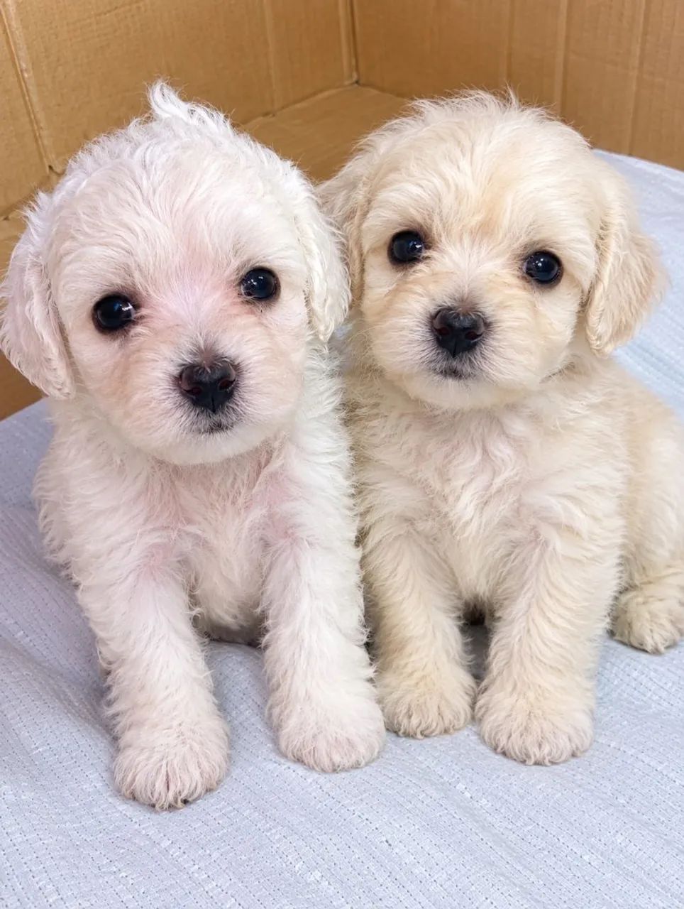 Poodle toy 