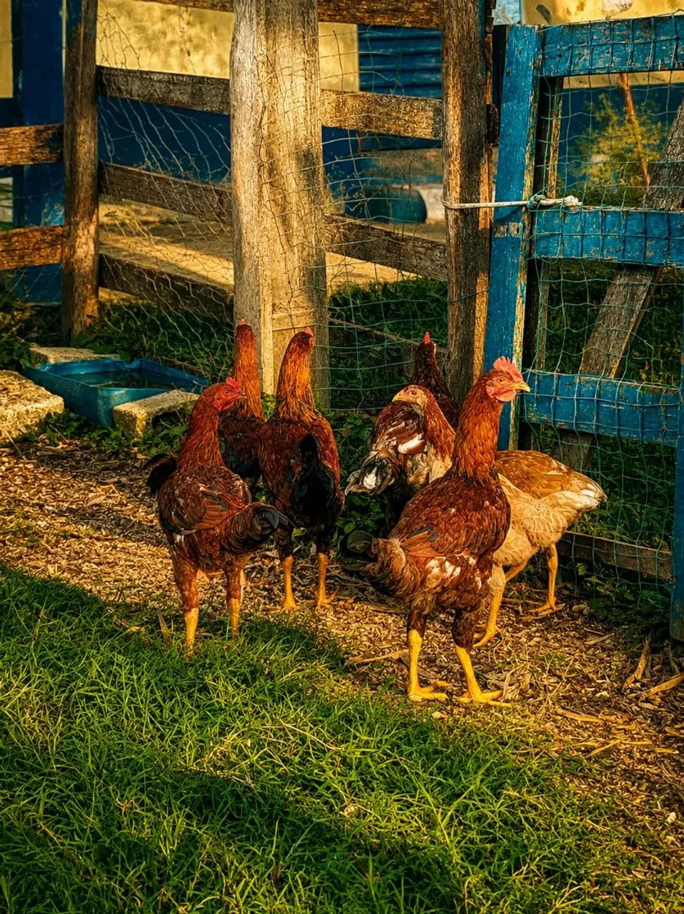 Frango caipira 