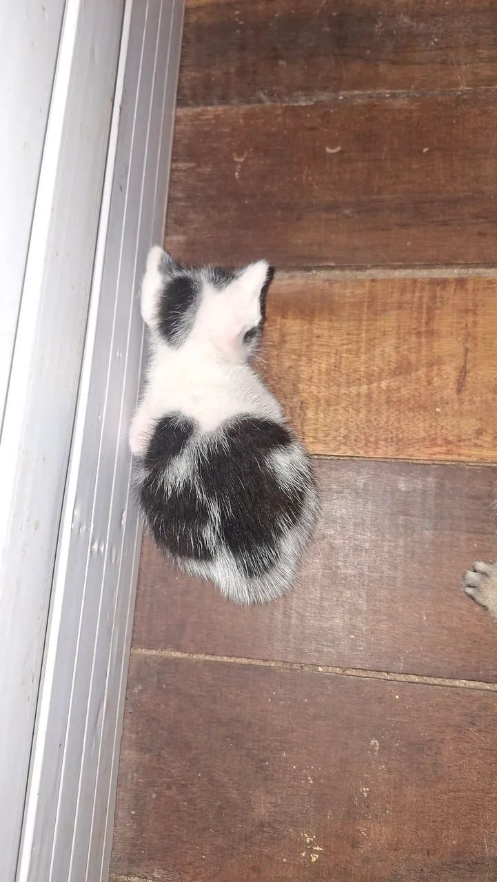 Filhotes de gatinho - Foto 3