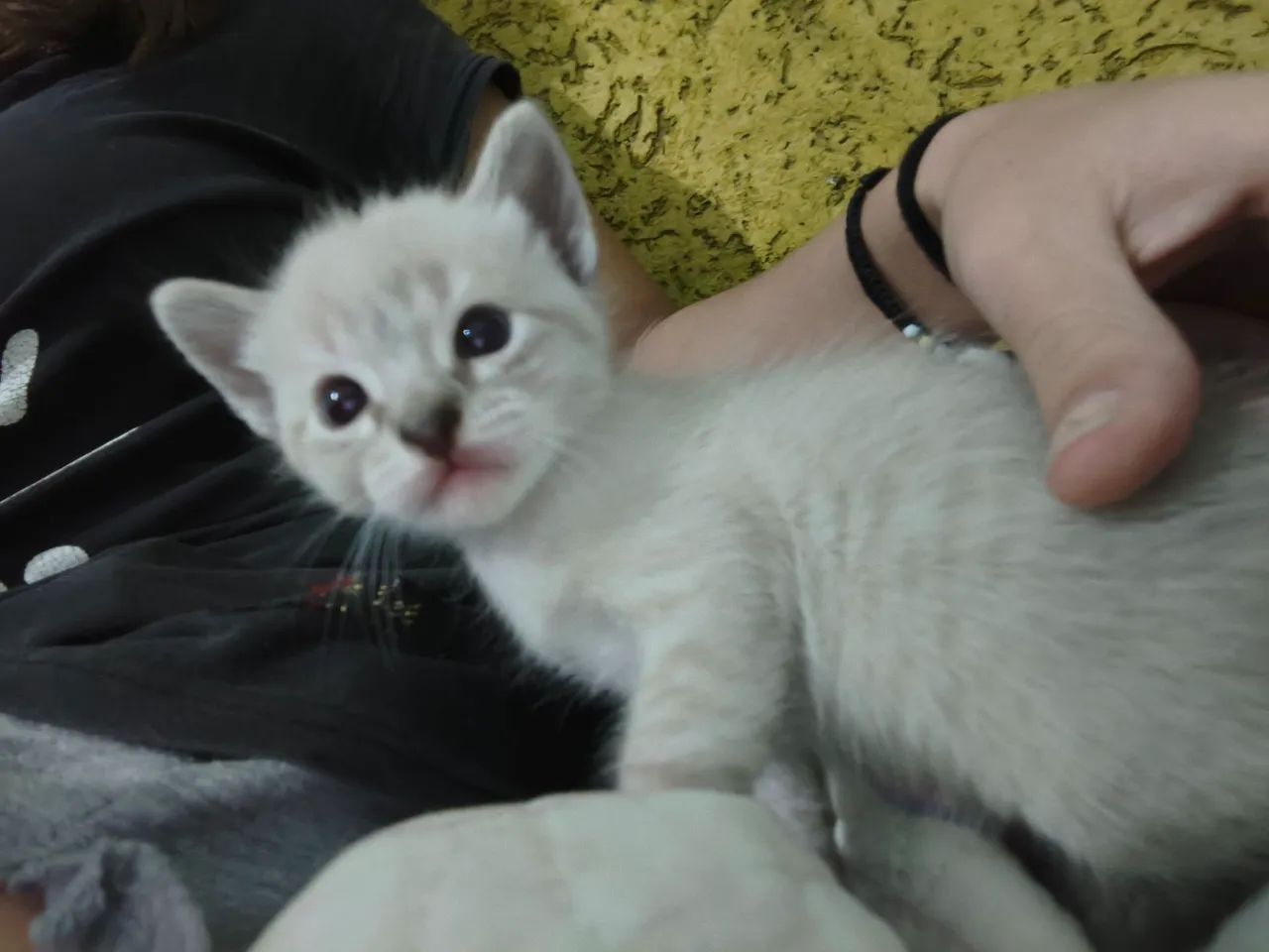Gato filhote - Foto 5