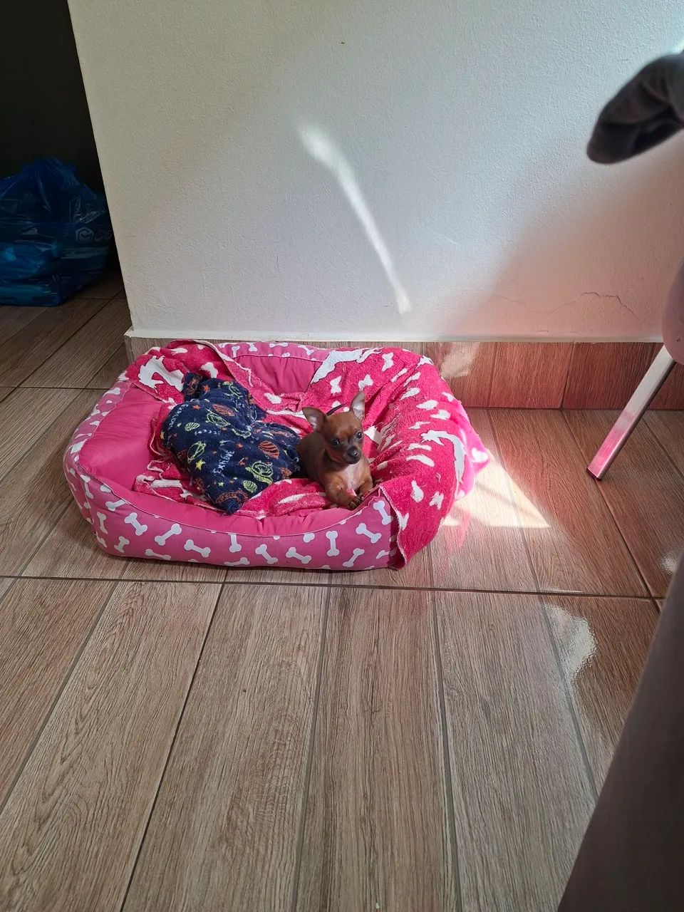 Pinscher Zerinho - Foto 3